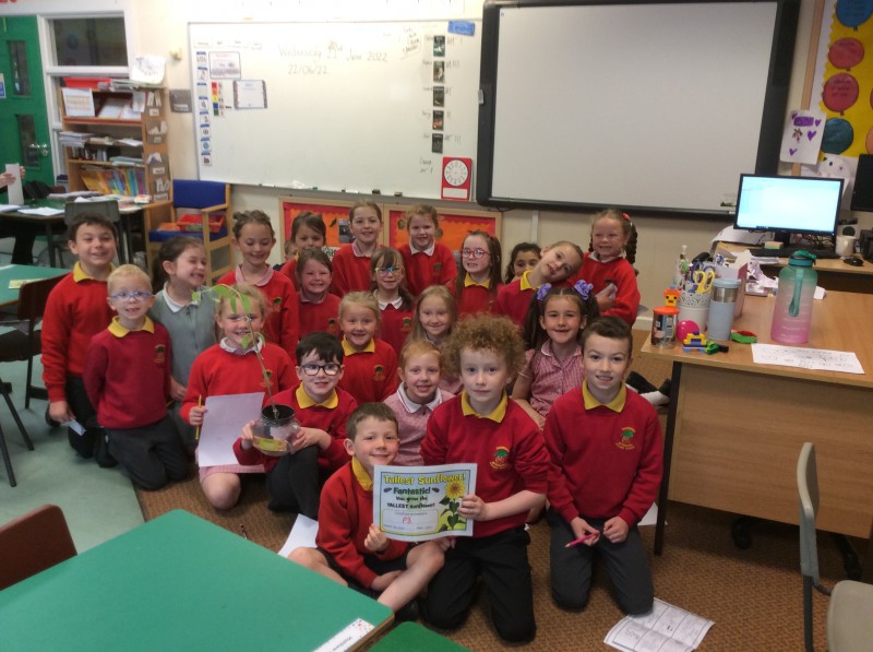 Oakwood Integrated Primary School - Sunflower Competition 🌻